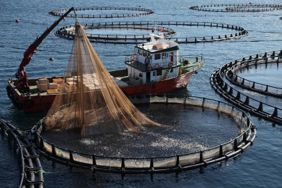 Türk Somonu İhracatın Yeni Devine Dönüştü