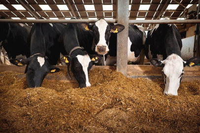 CHP’li Orhan Sarıbal’dan "Yem" Tepkisi