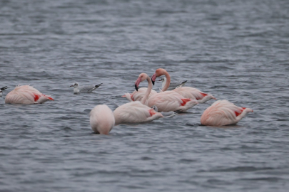 Büyükşehir, Doğaseverleri Flamingo Şenliği’nde Buluşturdu