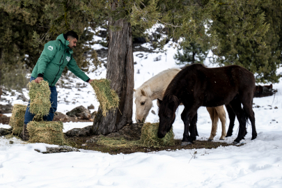 Kış Şartlarına Direnen Yılkı Atlarına Büyükşehir Desteği