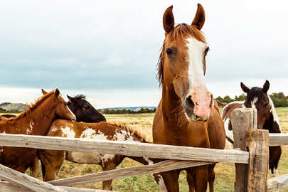 Mihalıççık'a Üç Projeyle 40 Milyon Liralık Yatırım