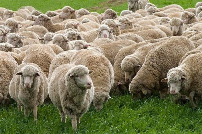 Sürüler Büyüyor, Kırsal Kalkınma Güçleniyor