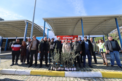 Denizli Büyükşehir’den Üreticiye Zeytin Fidanı Desteği