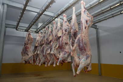 Büyükşehir Mezbahası'nda Hijyenik ve Helal Kesim