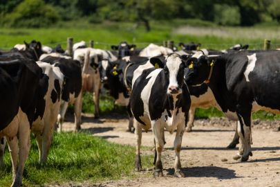 Türkiye’nin Hayvan Varlığında Artış