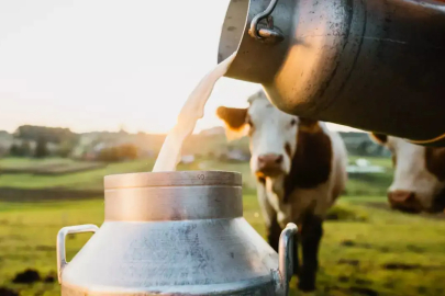 TÜSEDAD Ocak Ayı Çiğ Süt Üretim Maliyetini Açıkladı