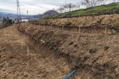 Fındıkta Yeni Teknikler
