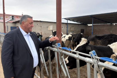 2025 Yılında 739 Bin Baş Hayvan İthal Edildi