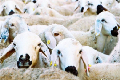 ''Kırsalda Bereket, Küçükbaşa Destek'' Projesi Başlıyor