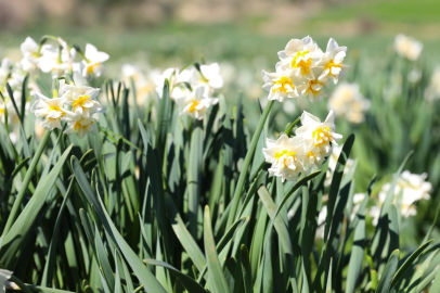 Nergis Projesi Kırsal Kalkınmaya Destek Oluyor