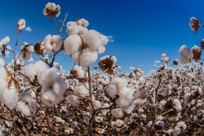 Pamuk Plansızlığa Kurban Edildi!