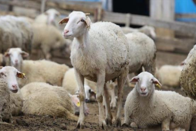 Yeni Küçükbaş Projesinden Yalnızca Bin 500 Besici Yararlanabilecek