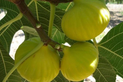 Coğrafi İşaretli İncirlerin Üretimi Artacak