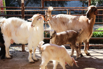 Ücretsiz Parazit Uygulaması Üreticinin Yüzünü Güldürdü