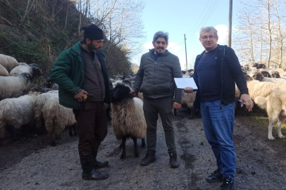 Giresun’un Çepni Koyunu Koruma Altında