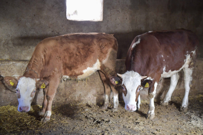 ABB Kırsaldaki Üreticiye Can Suyu Olacak