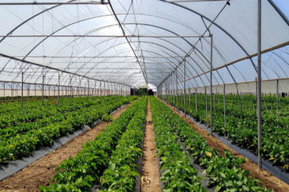 Bayındır Sera Organize Tarım Bölgesi'nde Altyapı Çalışmaları Tamamlandı