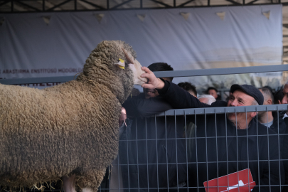 Bandırma'da Koç Satışında Rekor Kırıldı