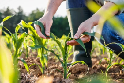Tarımda Üreticiye "Çifte Kalkan" Dönemi Başladı