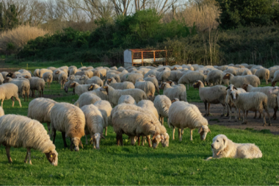 100 Küçükbaş Hayvan ve Nakdi Destek Paketi Başladı!