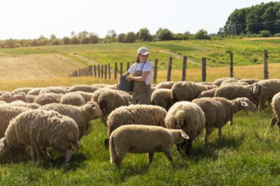 Kayseri’de Hayvancılık Atağı