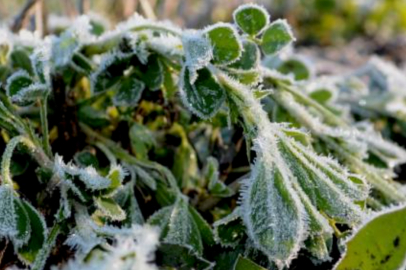 Meteoroloji’den Zirai Don Uyarısı! Nisan 2026 Hangi Bölgeler Riskli?