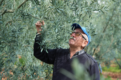 Dorlion Zeytinyağı Kalitesini Uluslararası Ödüllerle Tescilledi!