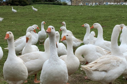 Kaz Yetiştiriciliğinde Milli Servet Kaybı!