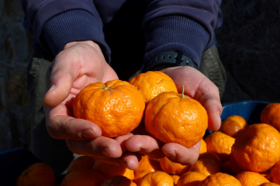 Bodrum Mandalini Değerleniyor: Üreticiye 5 Milyon TL’lik Dev Destek!