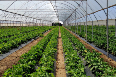 Zonguldak’ta Dev Tarım Hamlesi: Çaycuma Sera OTB’de Üretim Başladı!