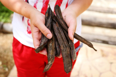 Alanya Keçiboynuzu İçin Dev Adım!