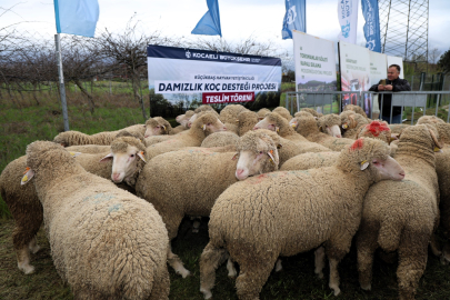 Yüzde 50 Hibeli Damızlık Koç Desteği ile Verim İkiye Katlandı!