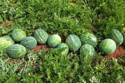 Arabanlı Çiftçiye Büyükşehir Desteği: 150 Bin Karpuz Fidesi Toprakla Buluşuyor!