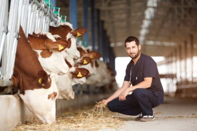 Veteriner Hekimlere Brusella Alarmı: Balıkesir ve Afyon’da Korkutan Tablo!