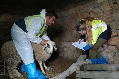 Bereketli Sürüler Projesi ile Üretim Artıyor!