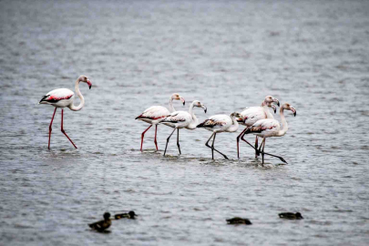 Kızılırmak Deltasında Flamingolardan Görsel Şölen