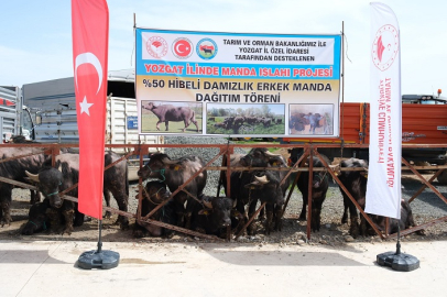 Yozgat Hayvancılığında Manda Devrimi