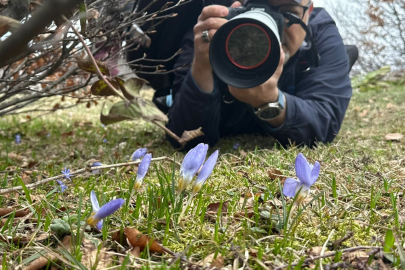 Keltepe Çiğdemi Büyüledi