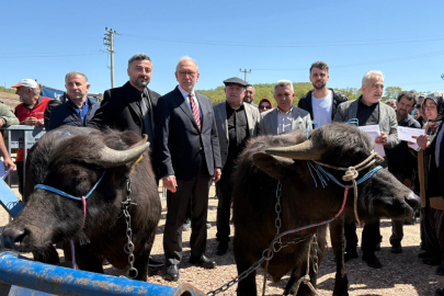 Kocaeli Büyükşehir, Damızlık Mandaları Üreticilere Teslim Etti