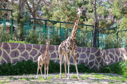 Türkiye'de Doğan İlk Zürafa Yavrusu Gaziantep Doğal Yaşam Parkı’nda