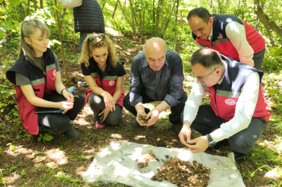 Giresun'da Yüksek Ekonomik Değerli "Karadeniz Kardeleni" Hasadı Başladı!