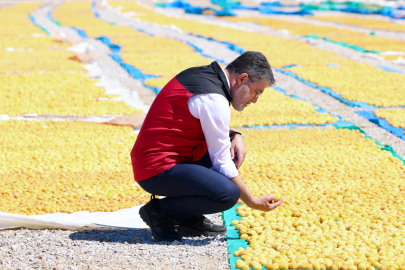 Bakan Yumaklı Kayısı Hasadına Katıldı
