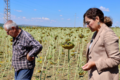 Tekirdağ Büyükşehir Belediyesi’nden Dolu Mağduru Üreticiye Can Suyu!