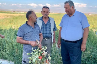 Dalındaki Olgunlaşmamış Yeşil Domatesler İcradan Satışa Çıkarıldı!