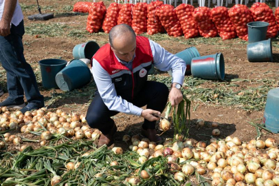 Soğan Hasadı Hız Kesmeden Devam Ediyor