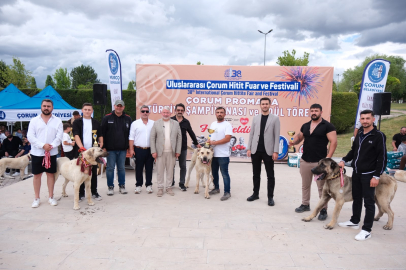 Türk Çoban Köpekleri Görücüye Çıktı