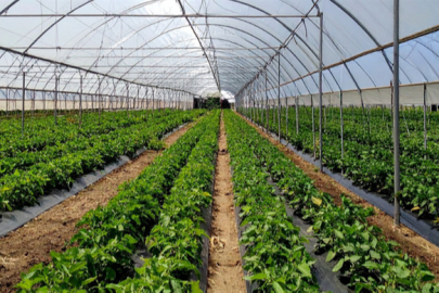 Adana Karataş'ta 1,2 Milyar Liralık Dev Sera Yatırımı