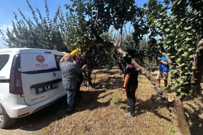 Menderes’te Akdeniz Meyve Sineğine Karşı Biyoteknik Mücadele