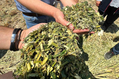 Ereğli’de Kuraklığa Dayanıklı Yem Bitkisinde İlk Hasat
