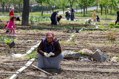 Mahalle Bostanları’nda Yaz Hasadı